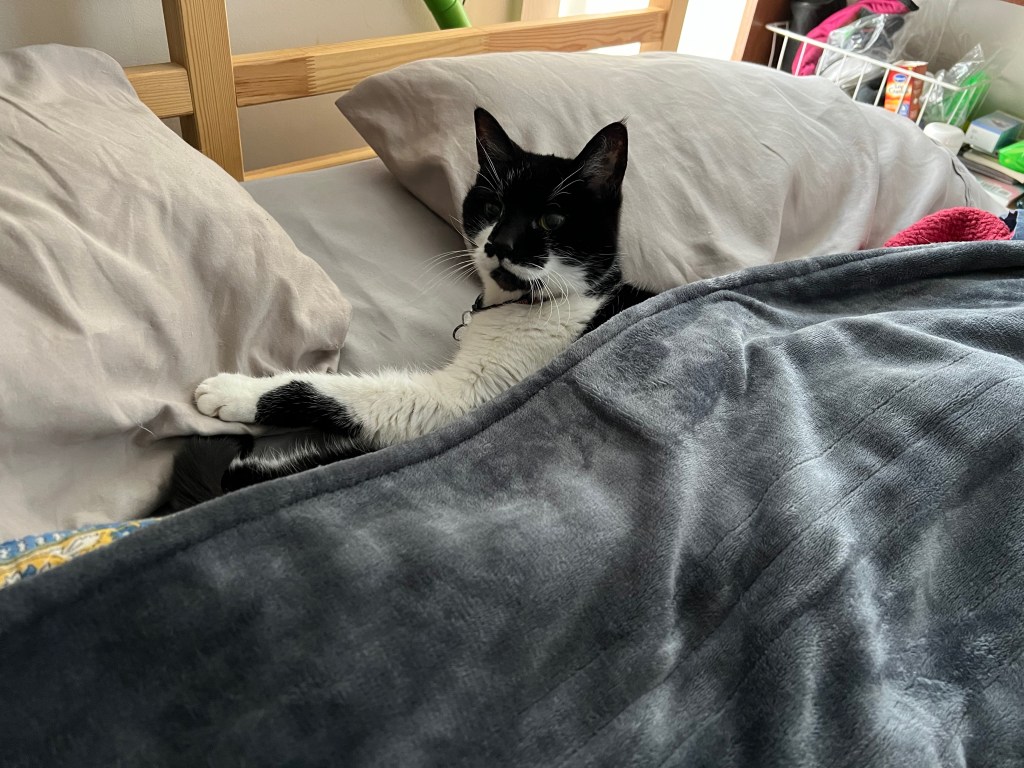 A black-and-white cat lying on a bed covered with a blanket, relaxing comfortably.