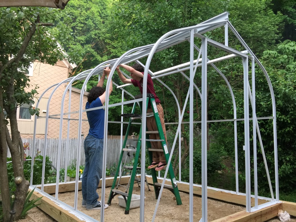 Two people are assembling a greenhouse frame in a garden, with one person on a ladder reaching up and the other standing on the ground.