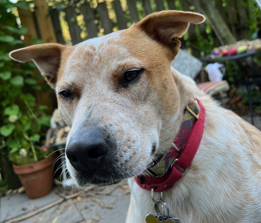Close-up of a tan and white dog with a red collar, looking curiously at the camera, surrounded by greenery and outdoor decor.