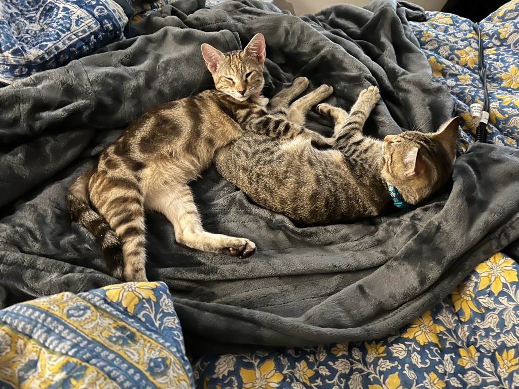 Two cats lying on a soft gray blanket, one is slightly darker with stripes, and the other is a lighter color with spots. They appear to be relaxed and comfortable.
