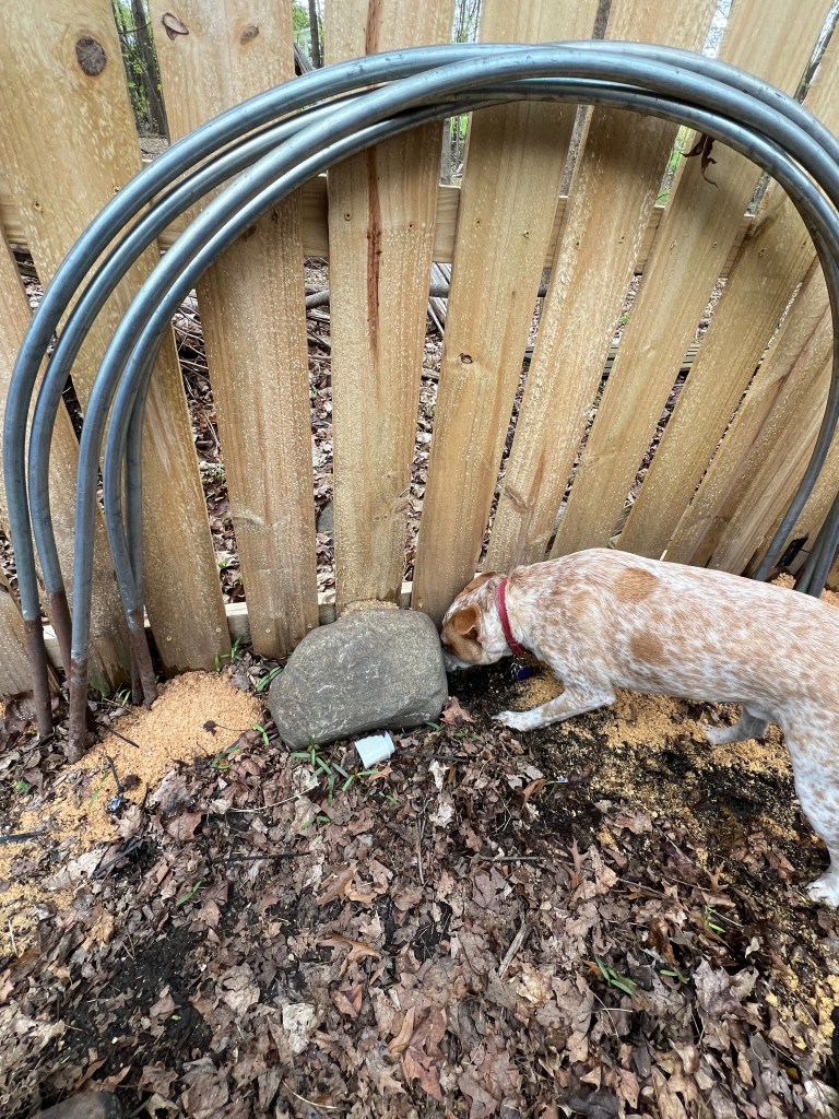 A dog sniffing around a stone near a wooden fence, with metal pipes arched above and scattered leaves and sawdust on the ground.