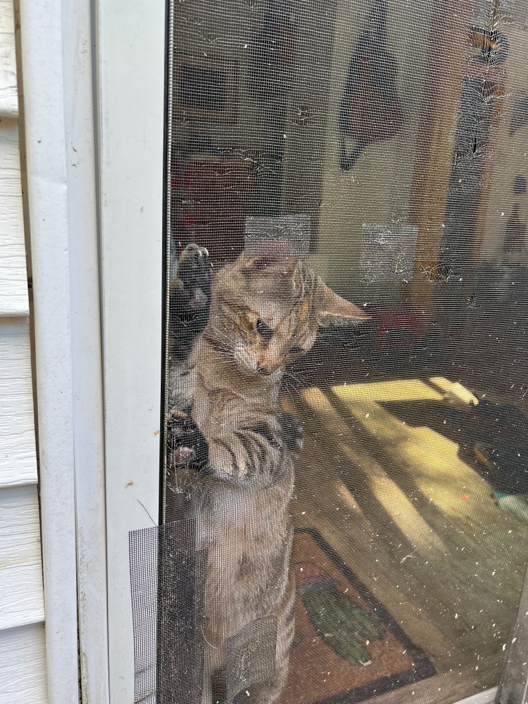 A curious cat peering through a screen door.