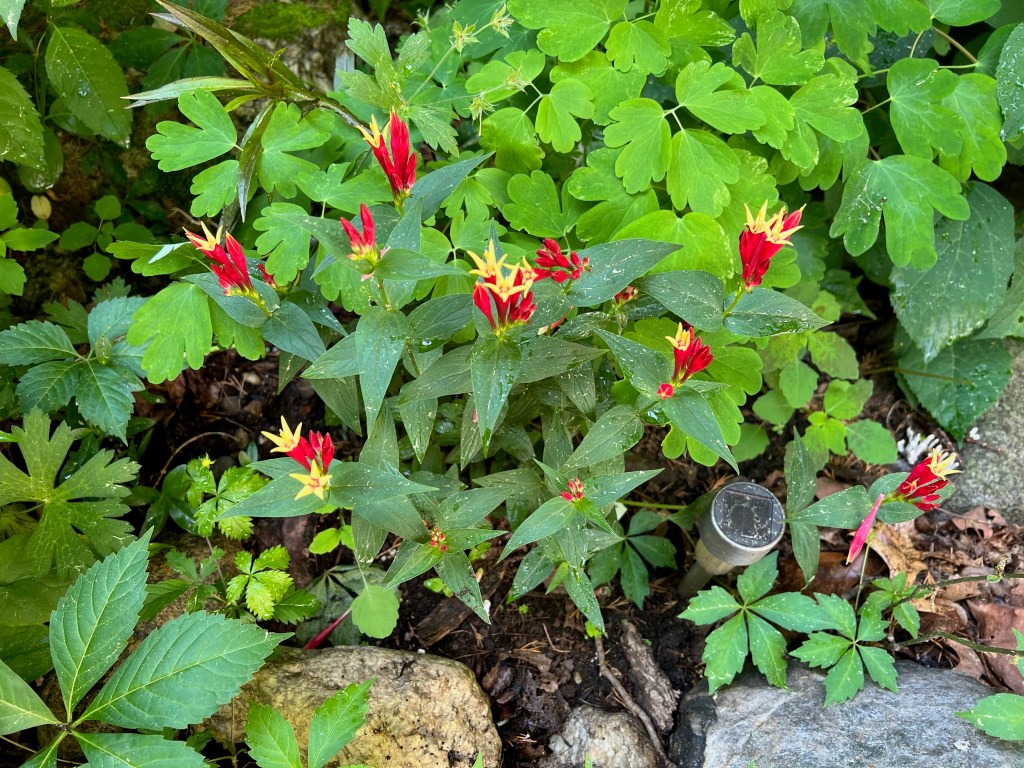 A cluster of vibrant red and yellow flowers among lush green foliage, with a stone and a small post visible in the background.