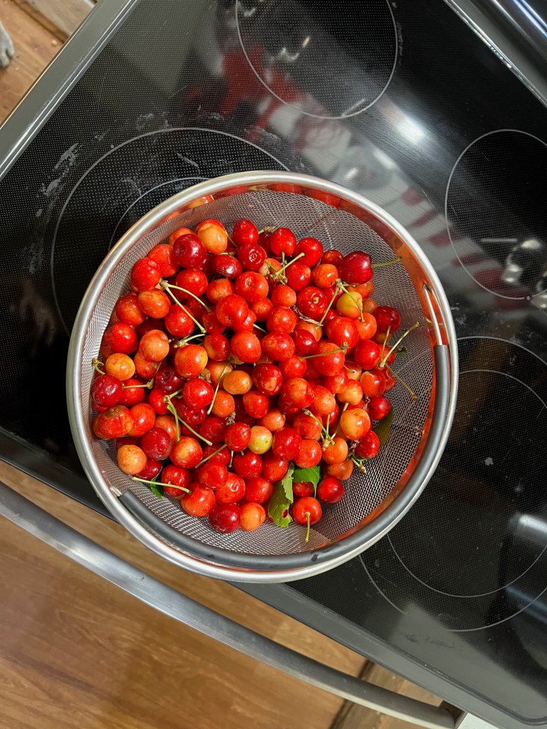 A bowl filled with freshly picked cherries, showcasing a variety of red and yellow hues, resting on a kitchen countertop.