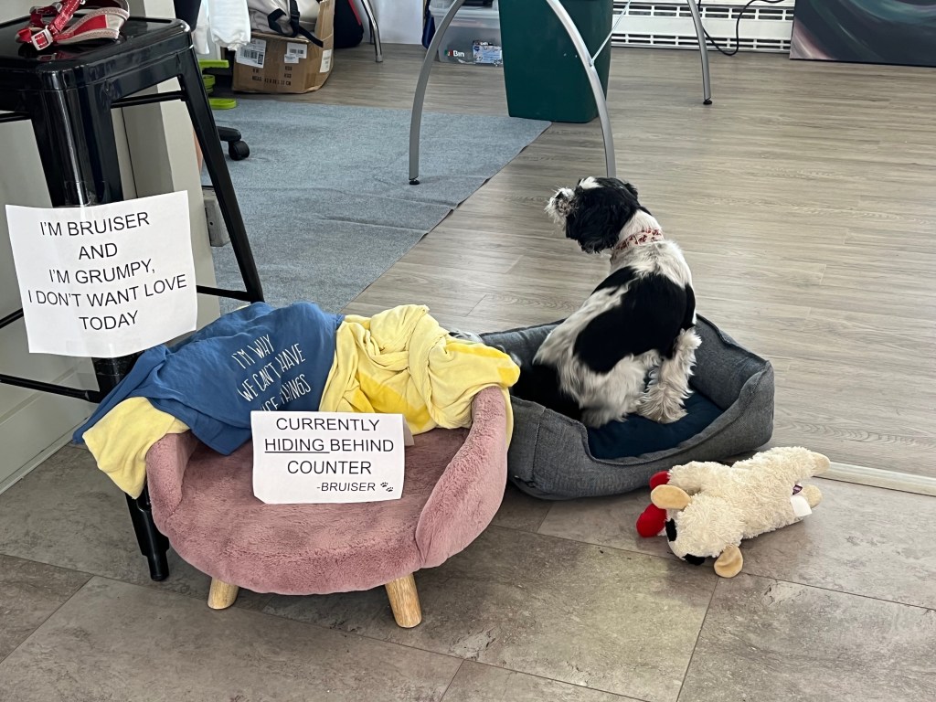 A black and white dog sitting in a gray dog bed next to a pink dog bed with a yellow blanket. Signs around the area declare the dog's grumpy mood and preference for solitude.