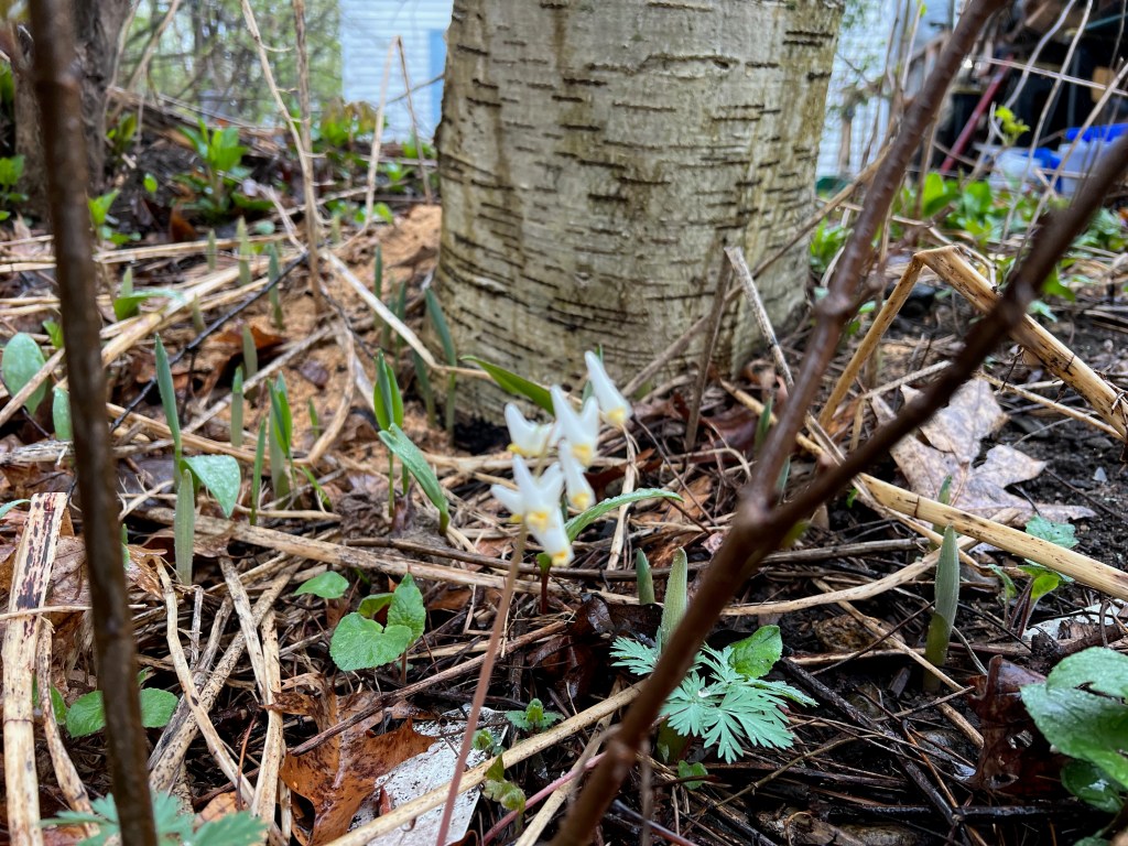 Close-up view of delicate white flowers growing among fallen leaves and green foliage near the base of a tree.