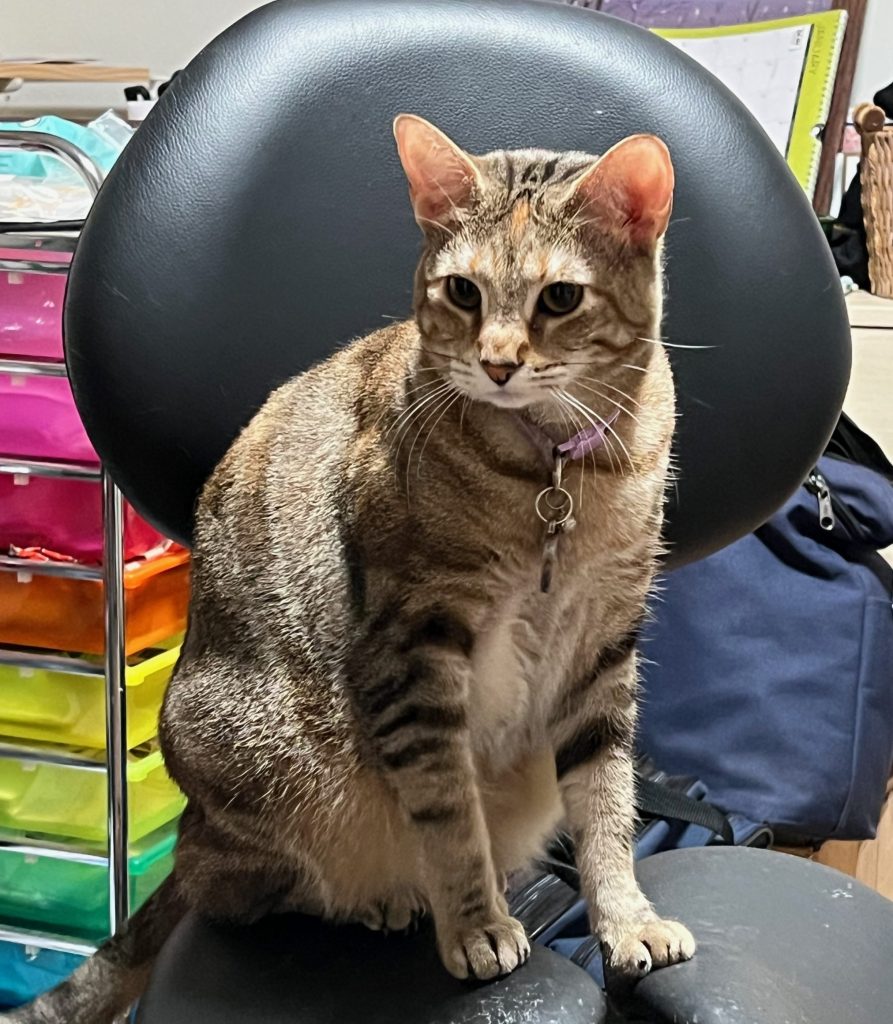 A tabby cat sitting on a black chair with a colorful storage unit in the background.