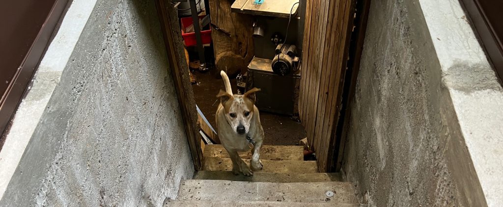 A dog standing at the bottom of a concrete staircase leading down to a basement.