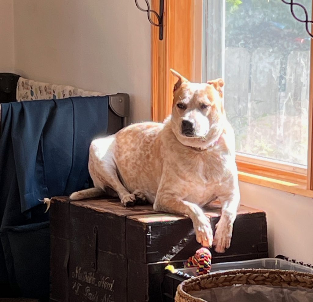 A dog lounging on a wooden box near a window, basking in sunlight.