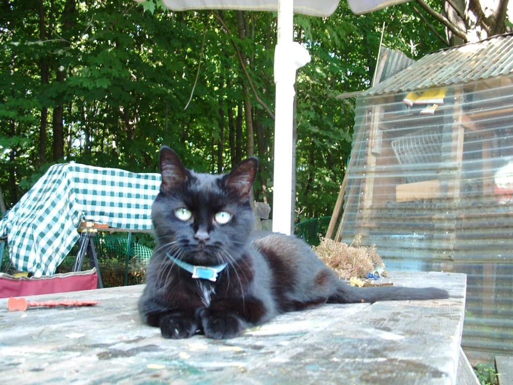 A black cat with green eyes lounging on a wooden table in a forested area, with a checkered covering and a shed in the background.