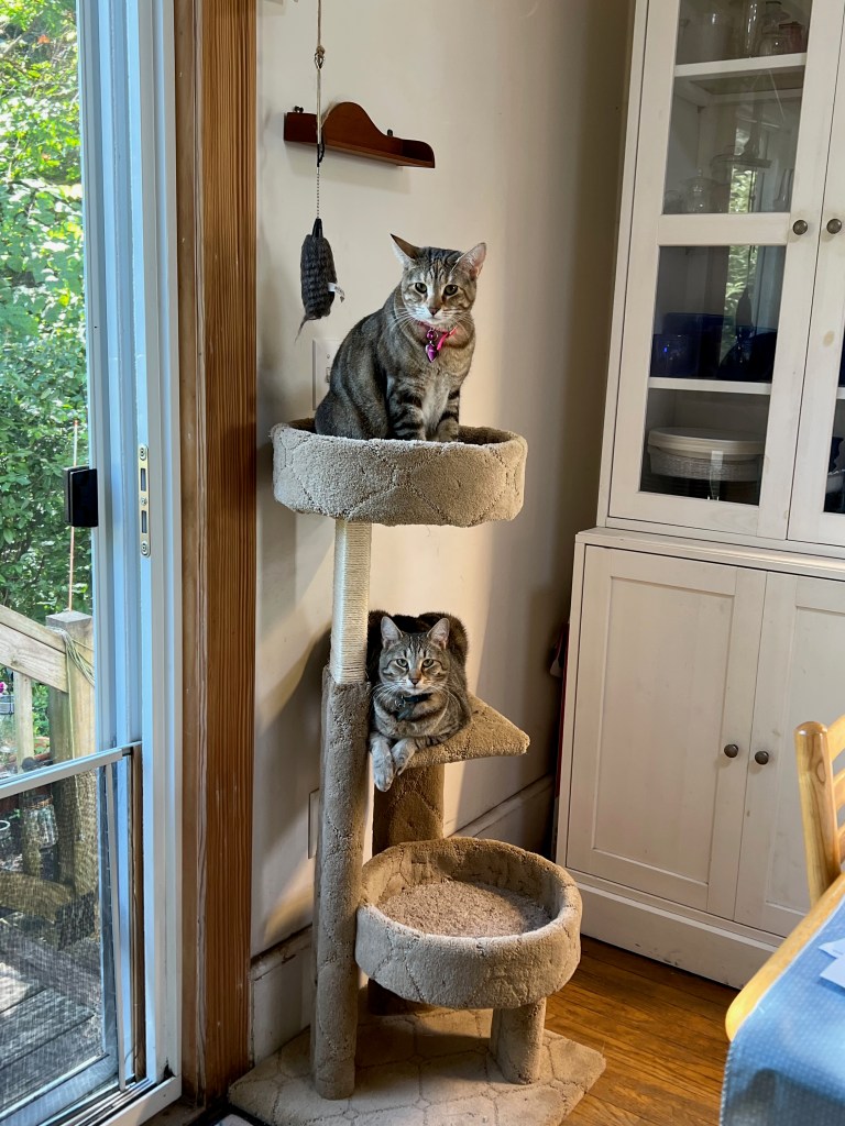 Two cats sitting on a scratching post near a window, one on the top level and the other on a lower level.