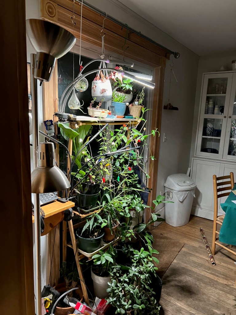 Indoor plant rack with various plants and grow lights, surrounded by wooden decor and furniture.