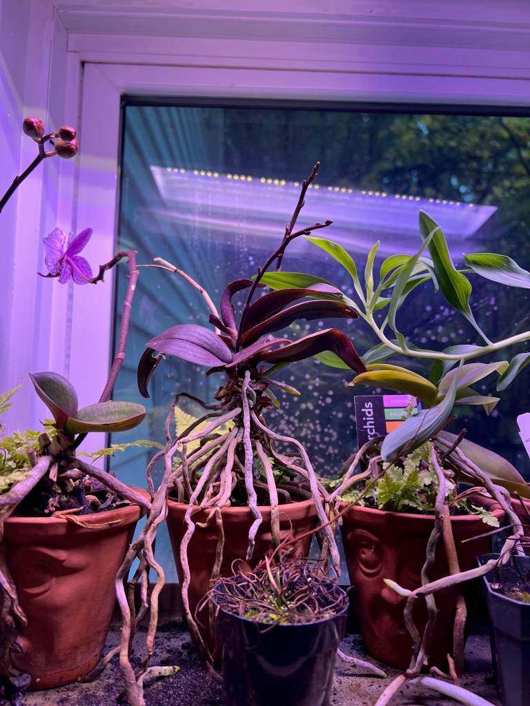 A close-up view of several potted plants including orchids and other species, with visible roots and a softly lit background.