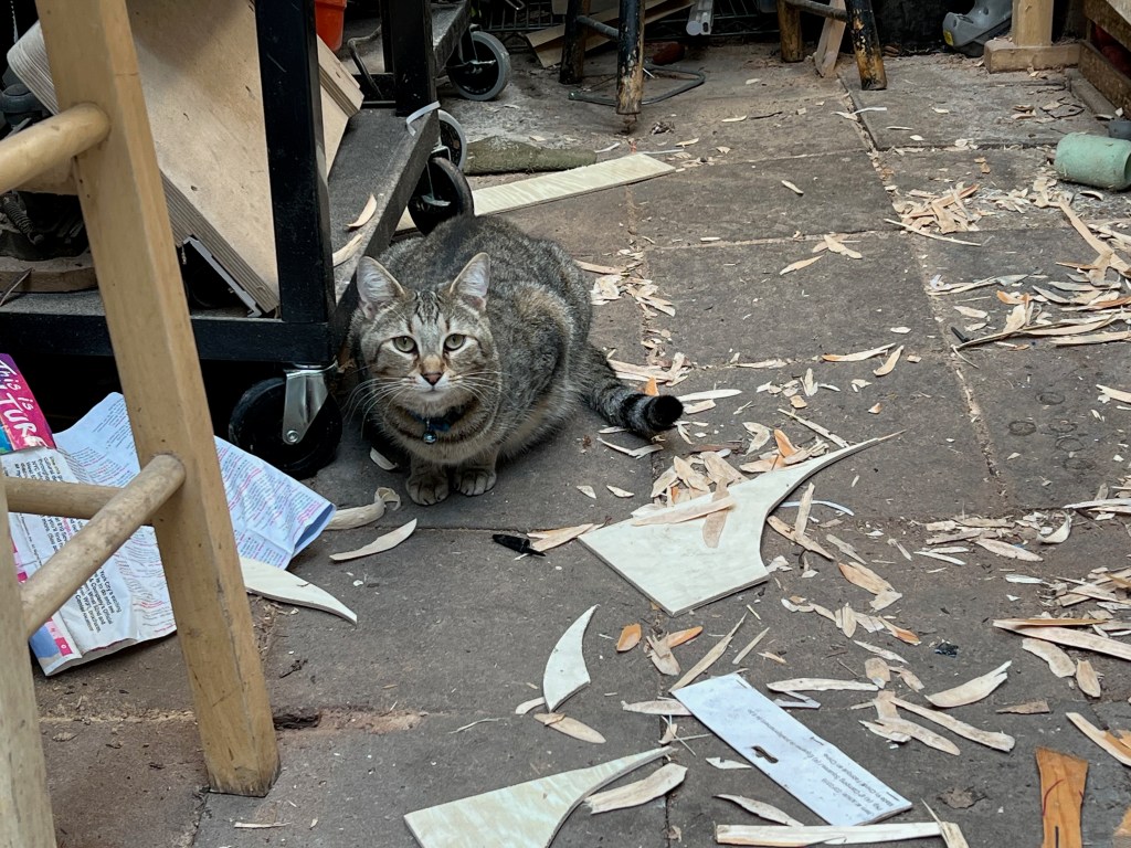 A tabby cat sitting on a cluttered floor with wood shavings and scattered papers around.