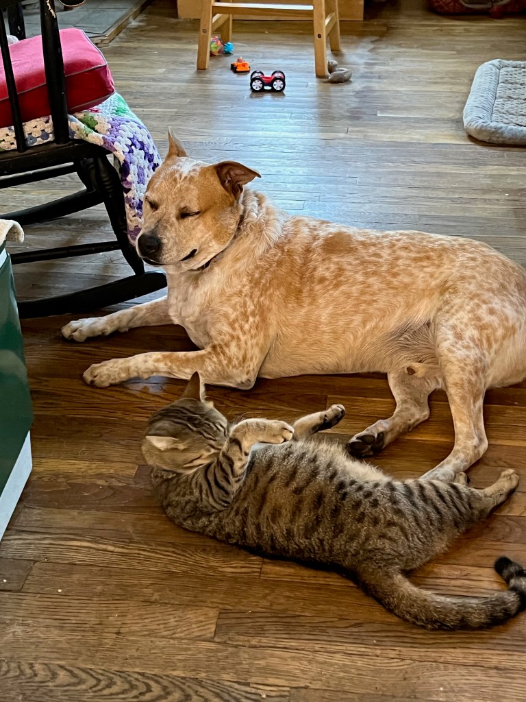 A dog and a cat lounging together on a wooden floor in a cozy living space.