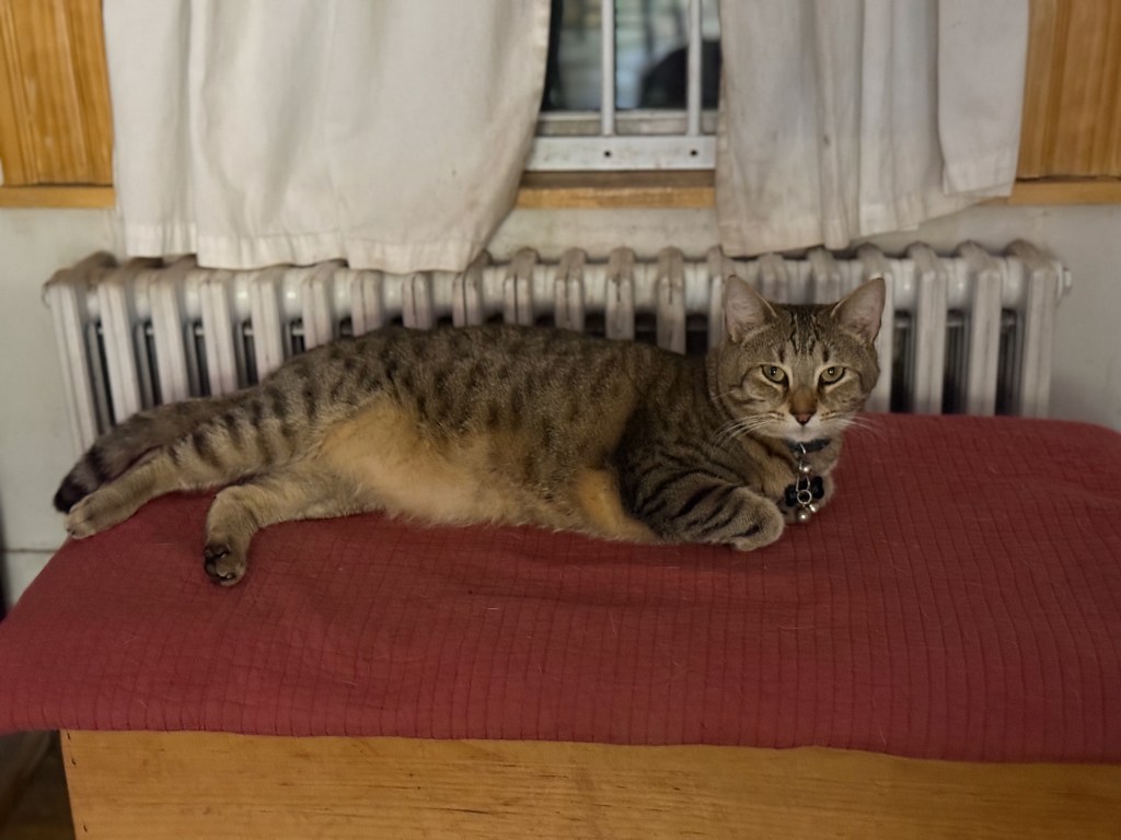 A tabby cat lounging on a wooden surface, resting on a red blanket with a radiator in the background.