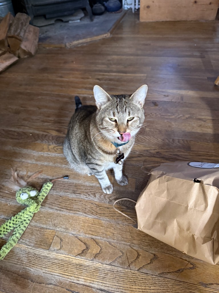 A tabby cat sitting on a wooden floor, licking its lips, with a green toy nearby and a brown paper bag beside it.