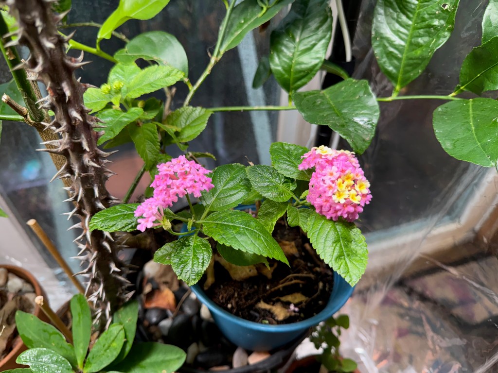 A close-up of pink and yellow lantana flowers in a blue pot, surrounded by green leaves and a spiky plant stem in a natural indoor setting.