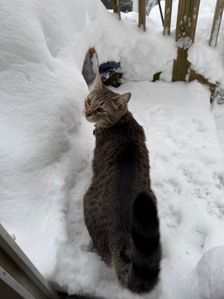 A tabby cat standing in a snowy outdoor area, looking back towards the camera while surrounded by snowdrifts.