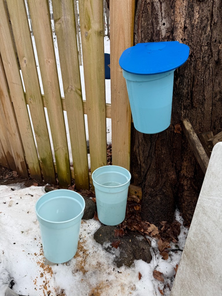 A blue lid covers a light blue bucket attached to a tree, with two additional light blue buckets on the ground amidst snow and fallen leaves.