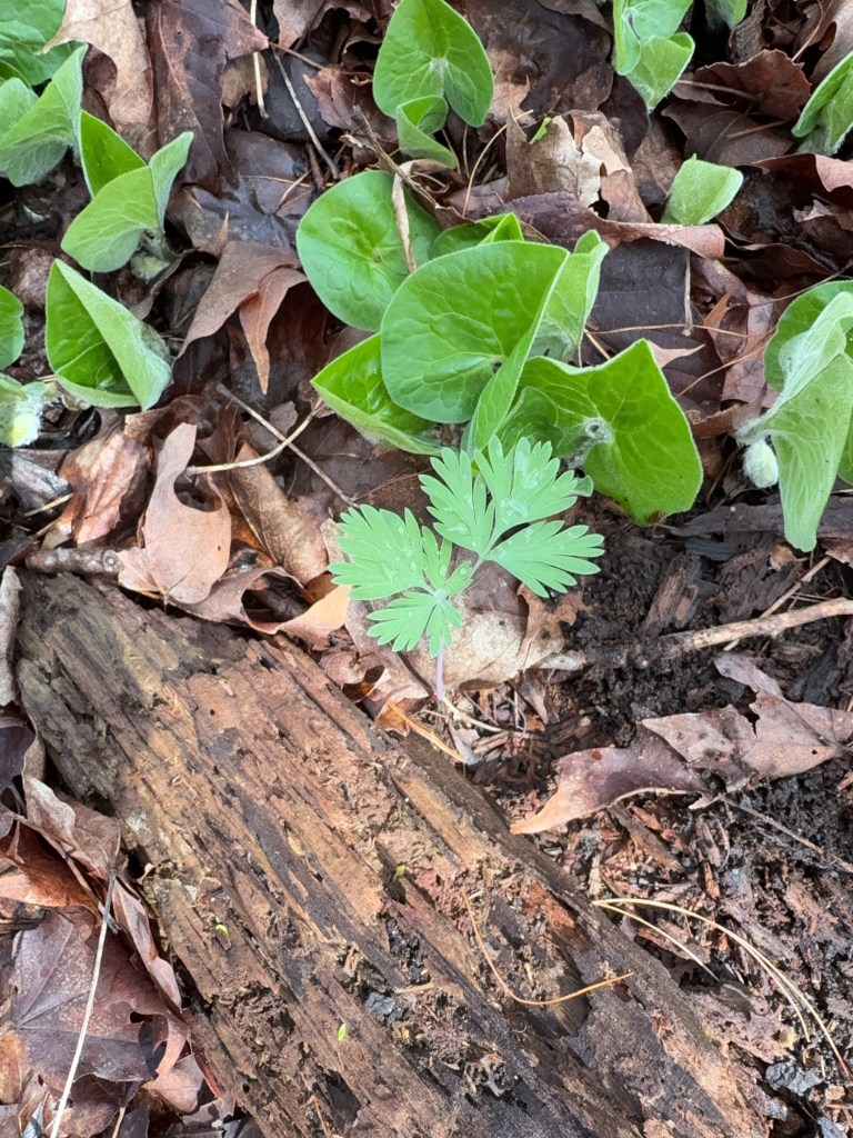 A close-up view of green plants and young leaves emerging from the ground, alongside a piece of weathered wood and fallen brown leaves.