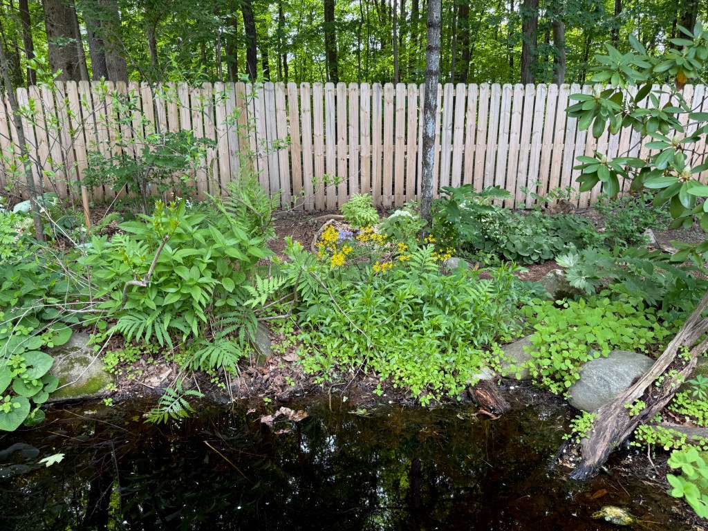 A garden area featuring various green plants and wildflowers, alongside a small pond. A wooden fence is visible in the background, with trees and foliage in the surrounding area.