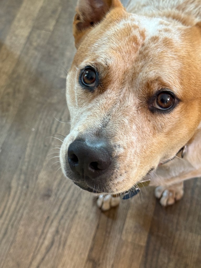 Close-up of a brown dog with a short coat, looking curiously at the camera against a wooden floor background.