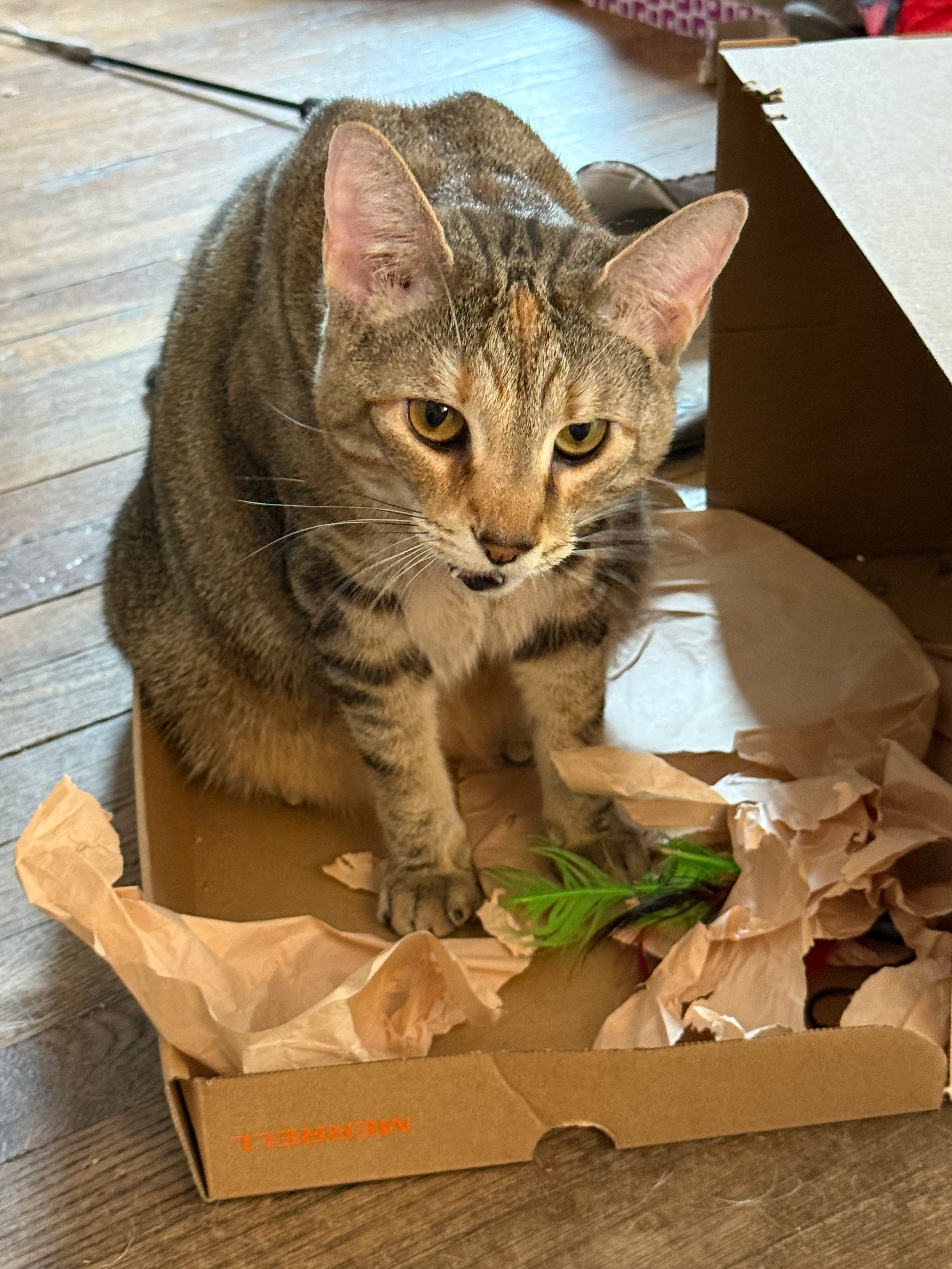 A tabby cat sitting inside a cardboard box, surrounded by crumpled paper and a small green toy.