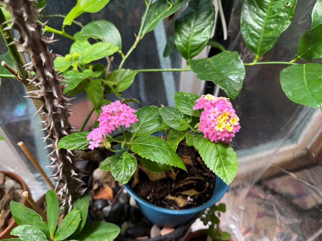 A close-up of a flowering plant with pink and yellow flowers in a blue pot, surrounded by green leaves and thorns from a nearby plant.