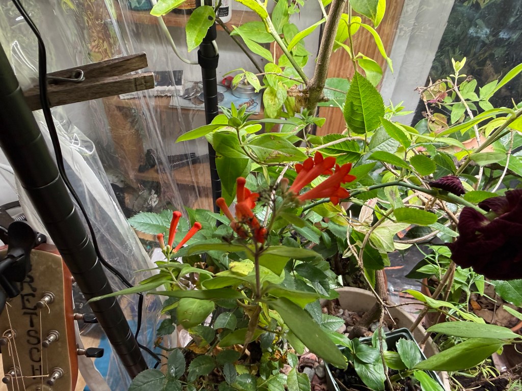 Close-up of potted plants with vibrant orange flowers and lush green leaves, set against a backdrop of a home environment.