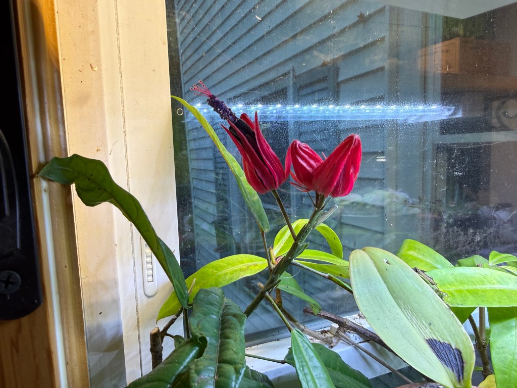 Two bright red flowers blooming near a window with green leaves and a partially visible house exterior in the background.