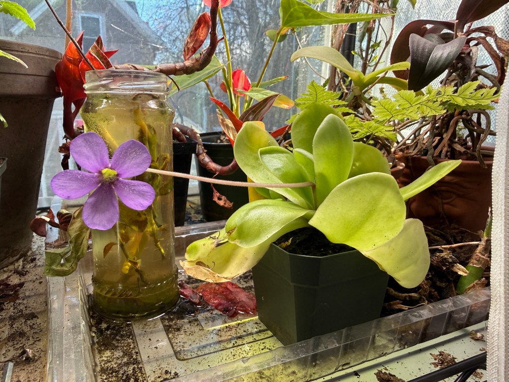 A close-up of a vibrant purple flower on a green leafy plant next to a glass jar with plants inside, surrounded by various potted plants in a sunlit setting.