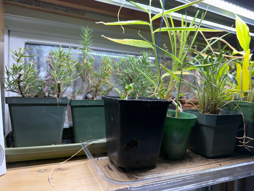 A collection of potted plants on a shelf, featuring various green herbs and foliage, including a small black pot with a young plant.