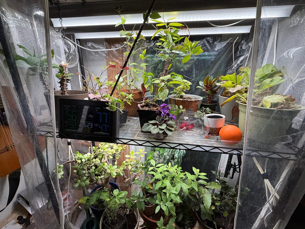 An indoor garden setup featuring various potted plants on a shelf, with a digital thermometer displaying temperature and humidity. The area is enclosed with plastic sheeting for humidity control.