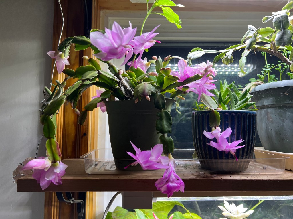 Two potted cacti with vibrant pink flowers on a wooden shelf, with a window and other plants in the background.