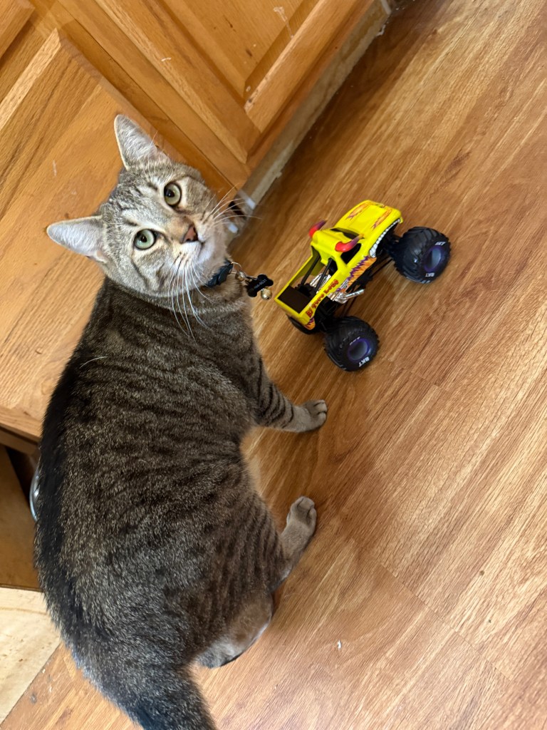 A tabby cat standing on a wooden floor next to a small yellow toy monster truck.