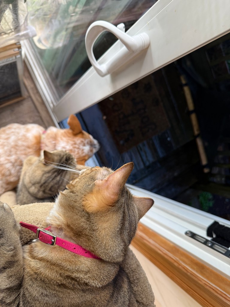 Two cats sitting on a windowsill, looking outside through an open window.