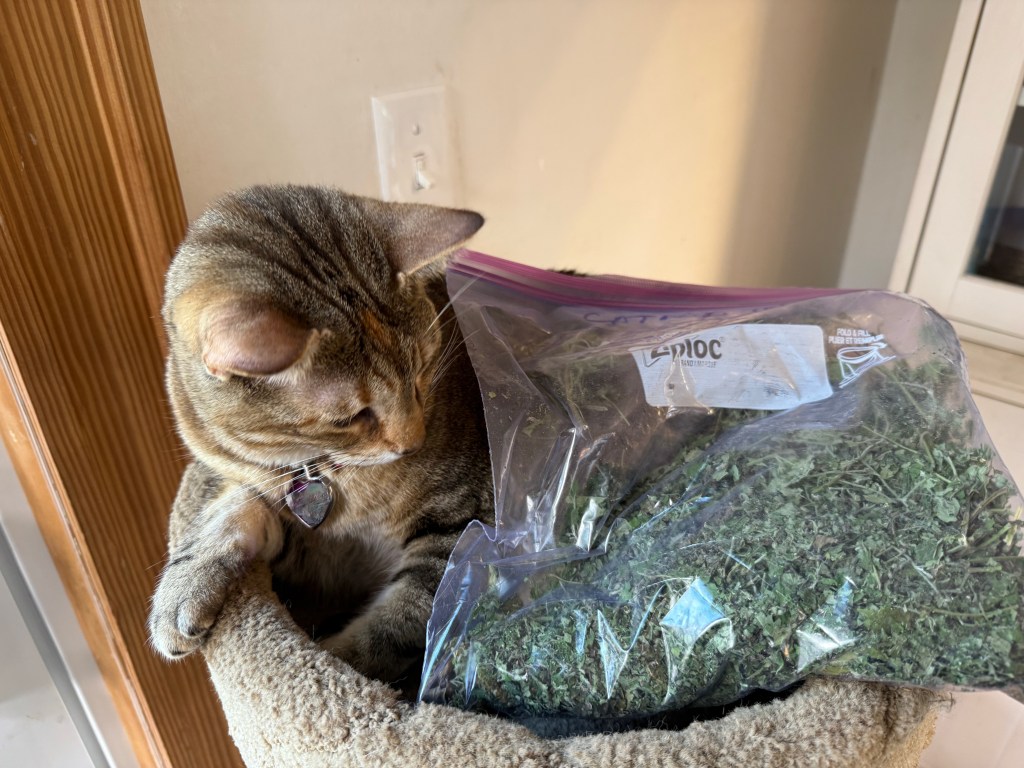 A tabby cat sitting next to a bag of dried catnip on a cat bed.
