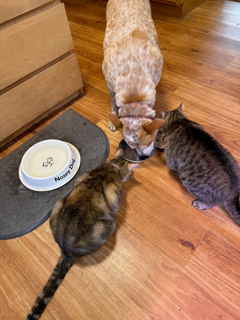 A dog and two cats eating from a food bowl on a wooden floor. The dog is a light brown color, and the cats are gray and brown. There is a second empty bowl labeled 'Nosy Dogs' nearby.