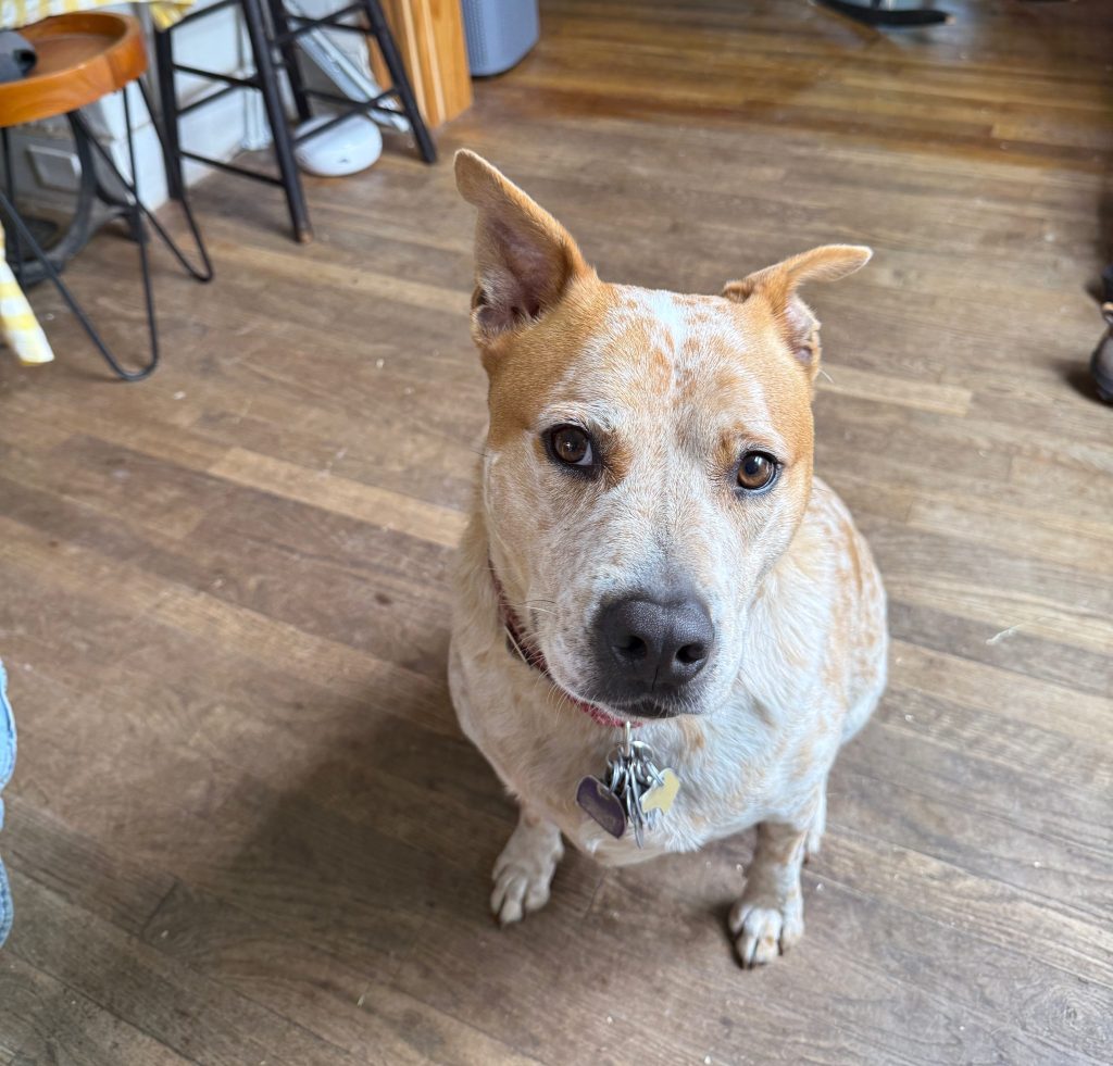 A close-up of a mixed-breed dog sitting on a wooden floor, featuring a light tan and white coat with distinctive markings, looking attentively at the camera.
