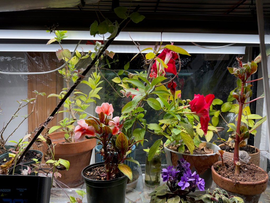A variety of potted plants with colorful flowers, including pink and red blooms, displayed under a light source in a greenhouse setting.